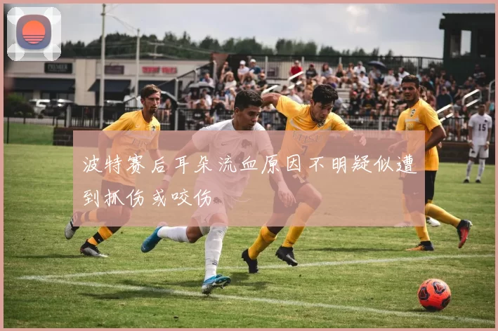 波特赛后耳朵流血原因不明疑似遭到抓伤或咬伤